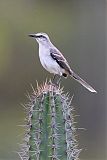 Tropical Mockingbird